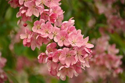 Close-up of pink cherry blossoms