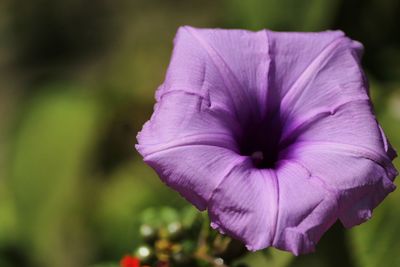 Close-up of purple flowering plant