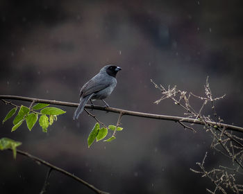 Bird perching on a tree