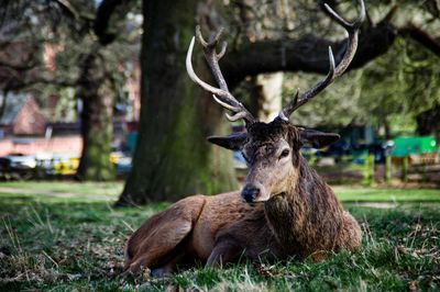 Close-up of deer