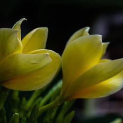 Close-up of yellow flowering plant