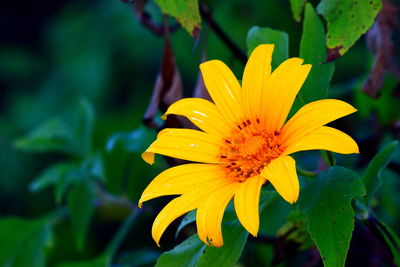 Close-up of yellow flower blooming outdoors