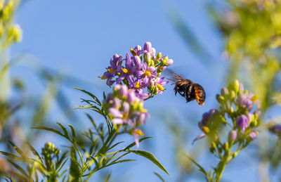 Close-up of bee pollinating on purple flower