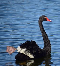 Swan swimming in lake