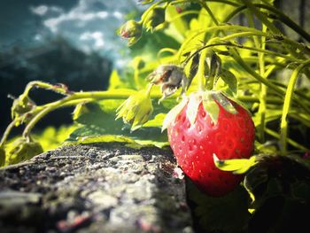 Close-up of strawberry on plant