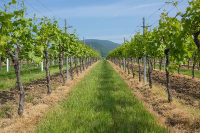 Vineyard against sky