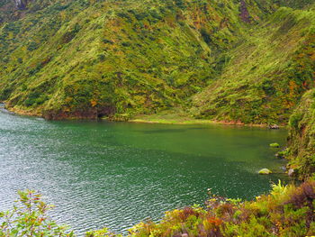 Scenic view of lake amidst trees in forest