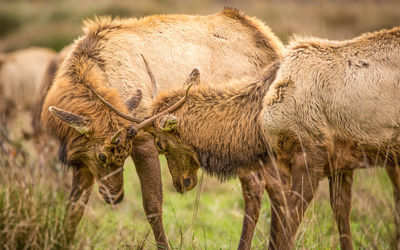 Close-up of plant growing on field