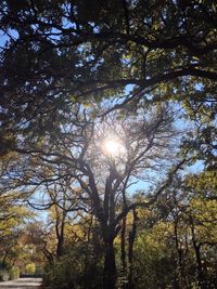 Sun shining through trees