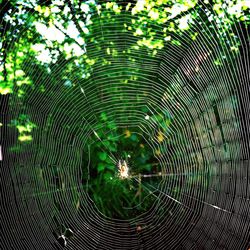Close-up of spider web
