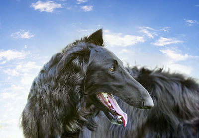 Close-up of horse standing against sky