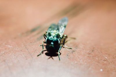 Close-up of fly on floor