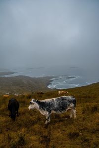Sheep in a field