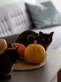 Cat lying on sofa at home