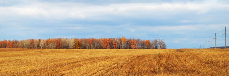 Trees on field against sky