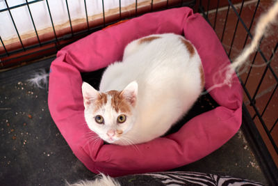 High angle view of cat resting