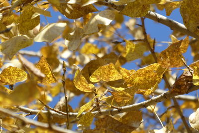 Close-up of dried leaves