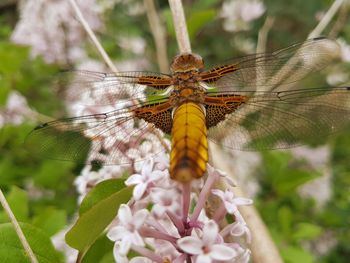 Close-up of butterfly pollinating on flower