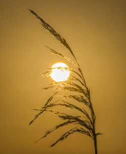 Low angle view of illuminated plant against sky during sunset