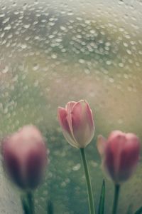 Close-up of pink flower growing in water