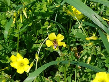 Close-up of yellow flowers