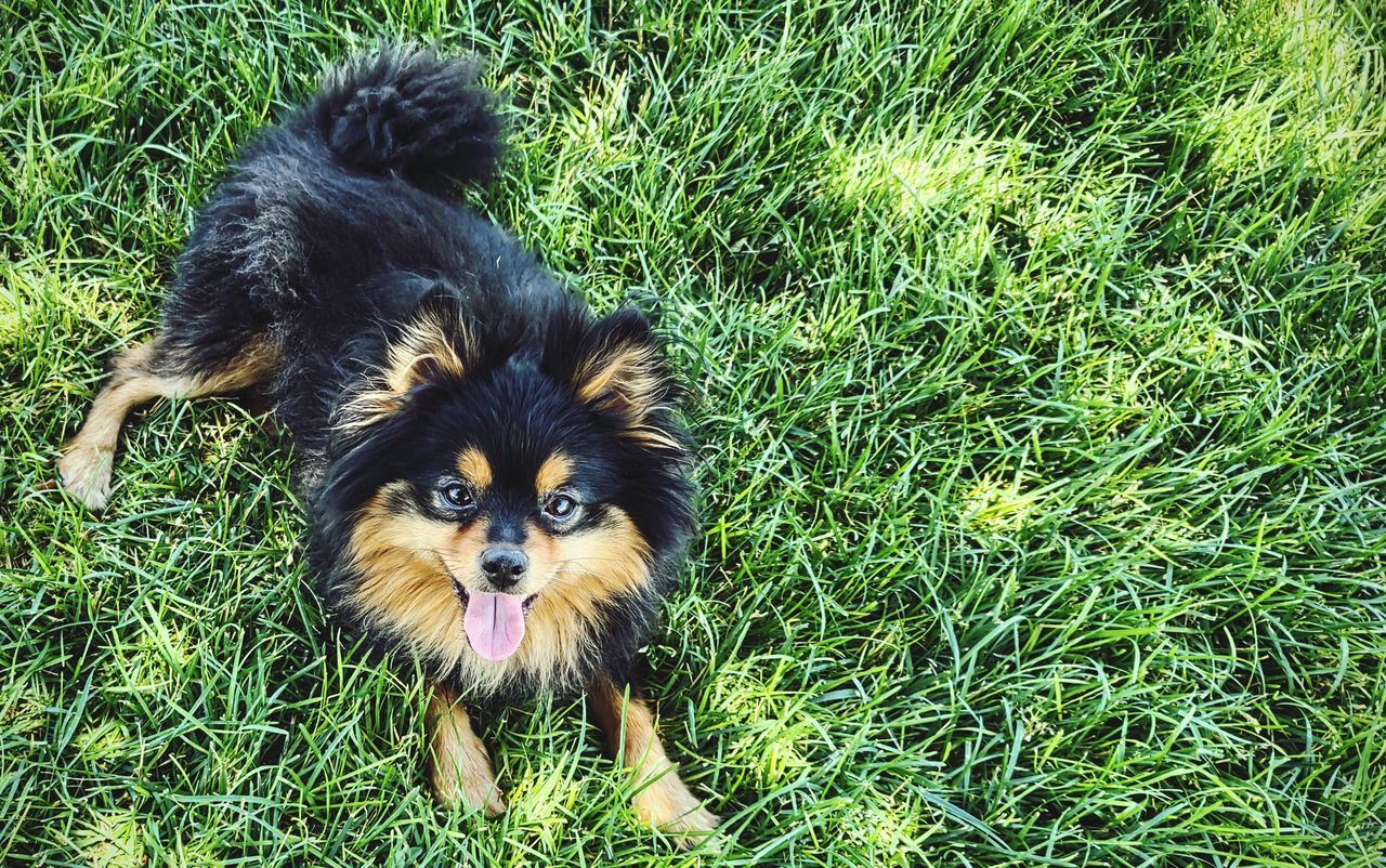 dog, mammal, animal themes, animal, pet, grass, one animal, domestic animals, plant, green, canine, portrait, no people, pomeranian, looking at camera, nature, field, german spitz klein, high angle view, young animal, day, land, german spitz, black, puppy, outdoors, growth