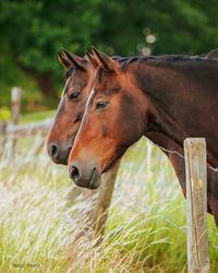 Horse in a field