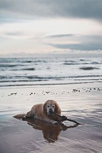 Dog in sea against sky