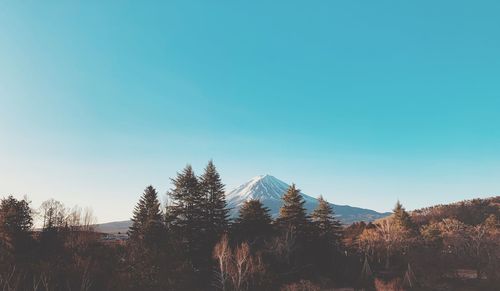 Trees on mountain against clear blue sky