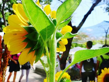 Close-up of yellow flower