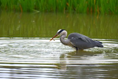 Gray heron catch a fish in lake
