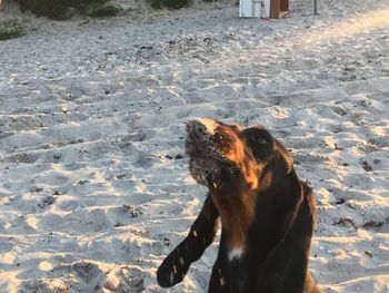 Dog on sand in winter