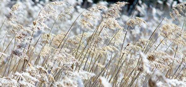 Close-up of crops on field