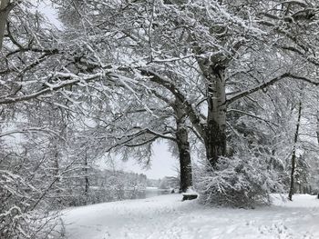 Bare trees on snow covered landscape