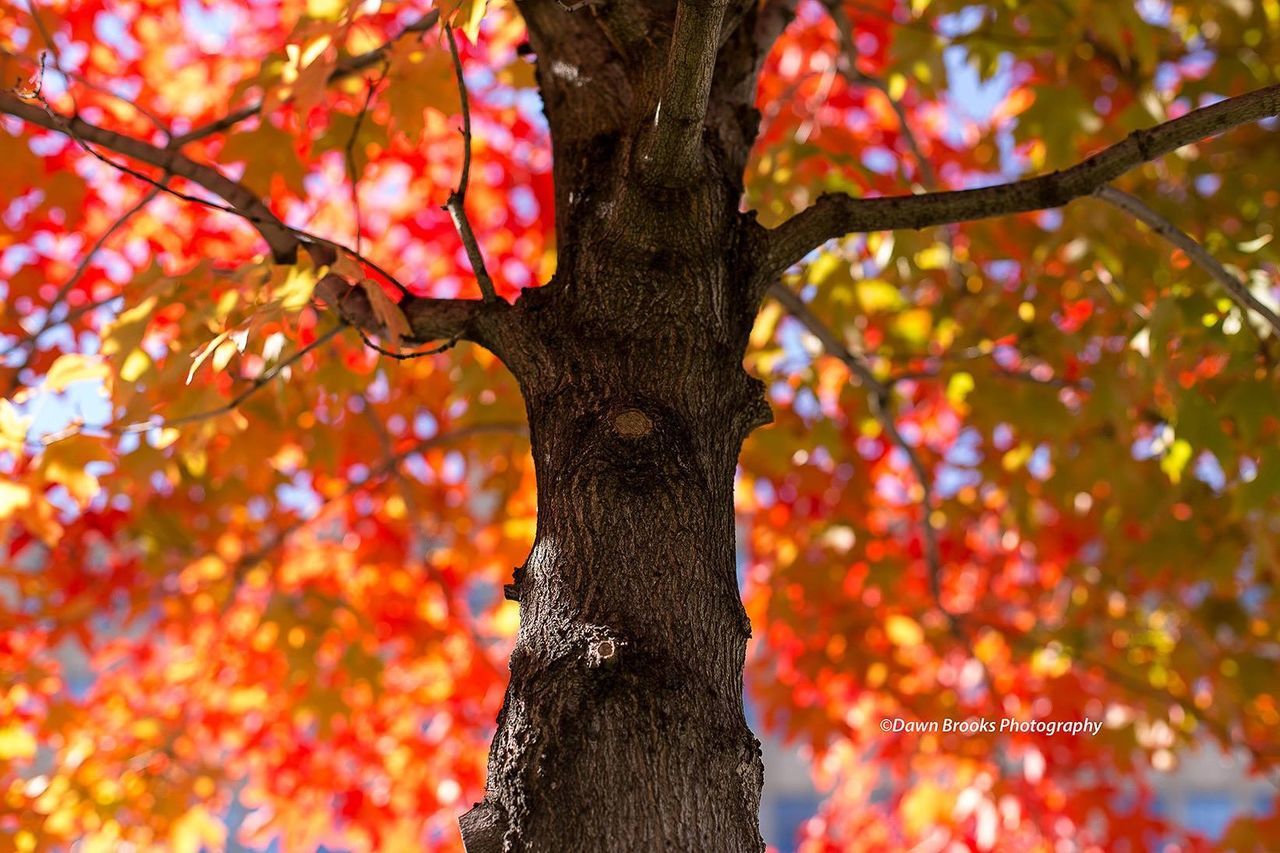 tree, red, branch, autumn, season, focus on foreground, change, nature, growth, beauty in nature, close-up, orange color, low angle view, tree trunk, day, leaf, outdoors, selective focus, freshness, maple leaf