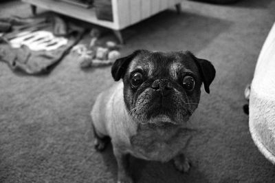 Portrait of pug sitting on carpet at home