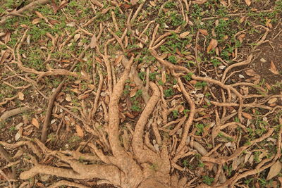 High angle view of dead plant on field