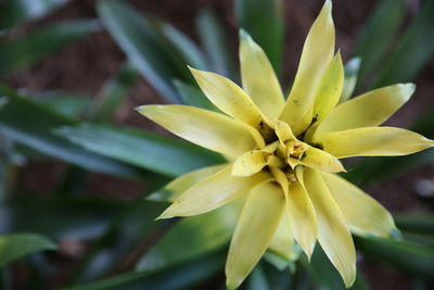 Close-up of yellow flowering plant