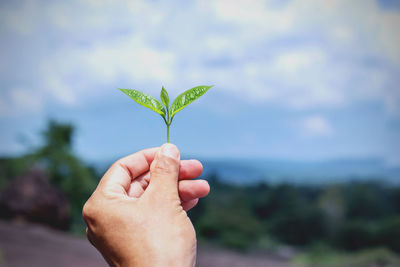 Close-up of hand holding plant