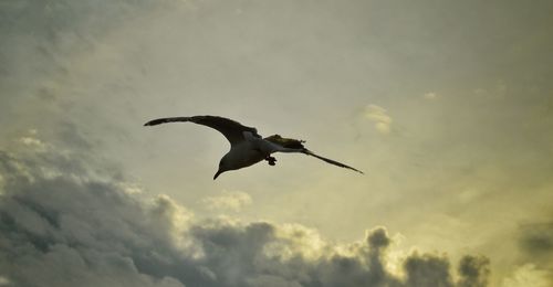 Low angle view of birds flying in sky