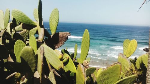 Close-up of cactus growing by sea against sky