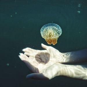 Close-up of jellyfish swimming in water