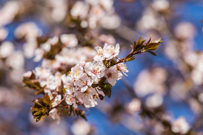 Close-up of white flowers on branch