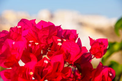 Close-up of red flowering plant