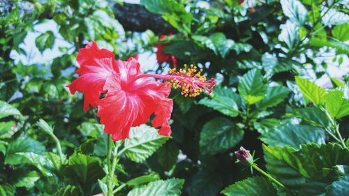 Close-up of red flowers blooming outdoors