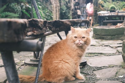 Portrait of cat sitting outdoors