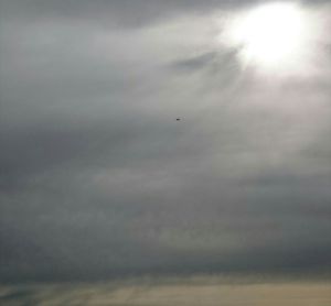 Low angle view of bird flying in sky