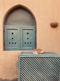 Cat looking through window of building