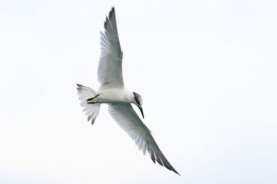 flying