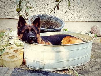 Dog standing on floor